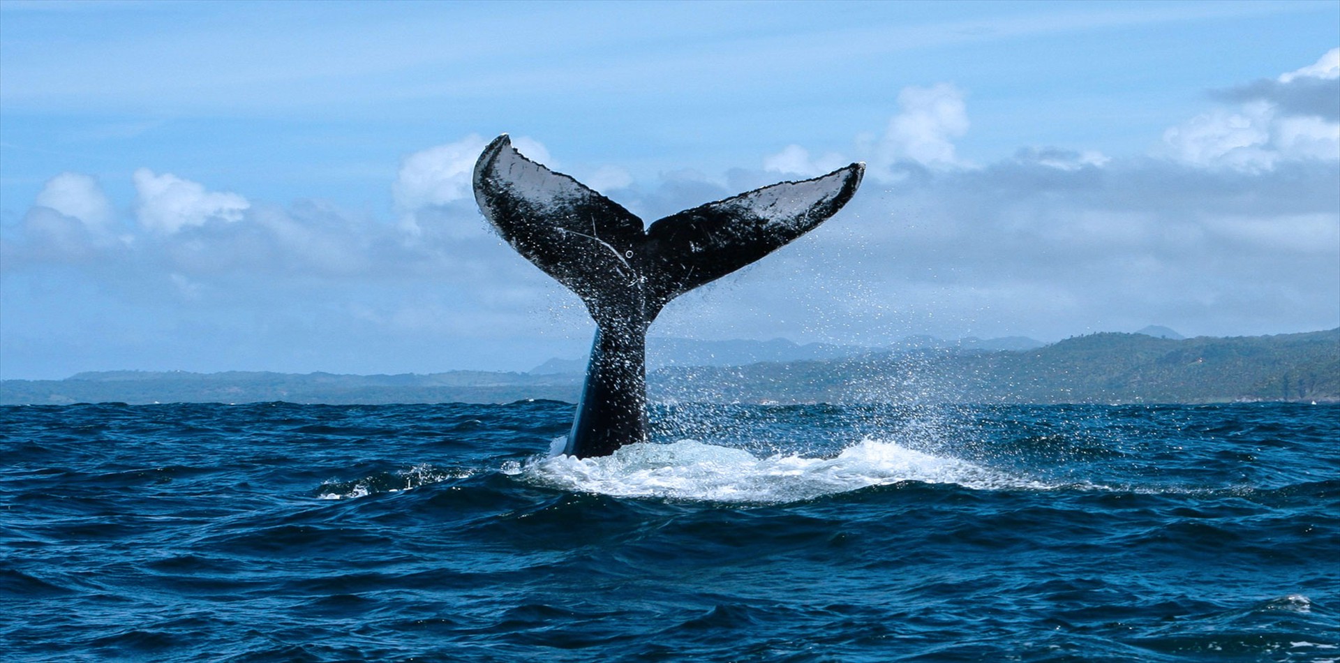 Whale Watching Tour