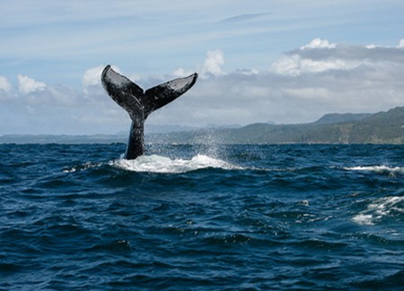 Whale Watching Tour Las Terrenas, Samana Dominican Republic.