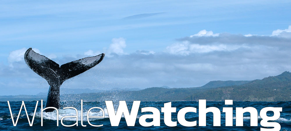 Best Whale Watching Excursion in Samana Bay Dominican Republic.